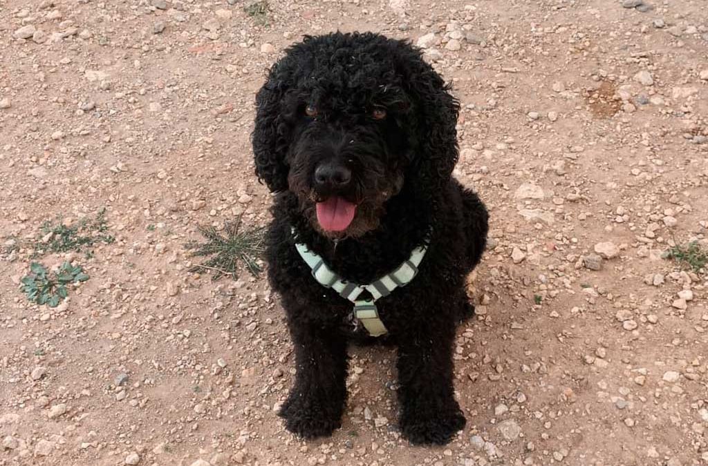 Nuestros perros truferos